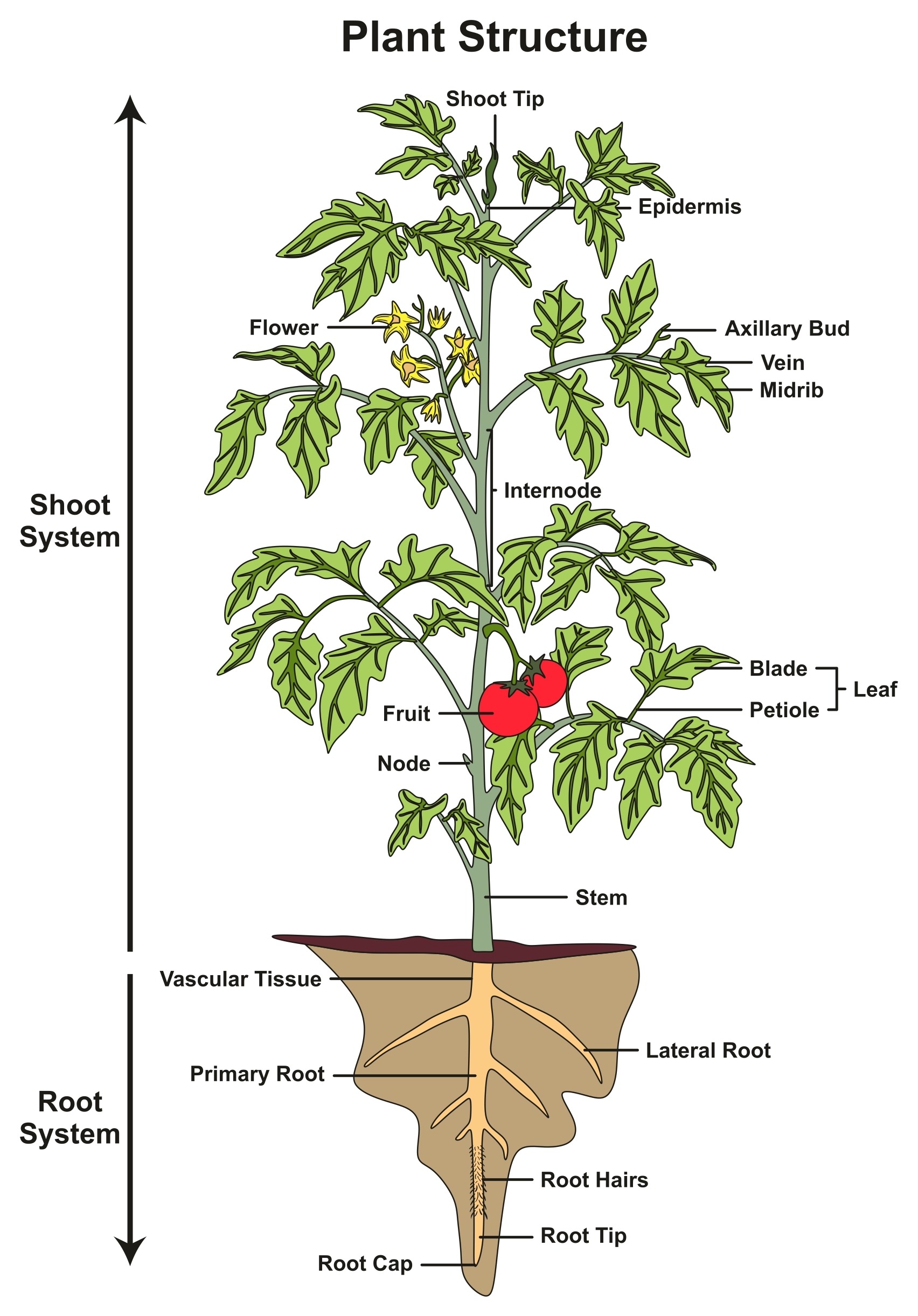 plant structure