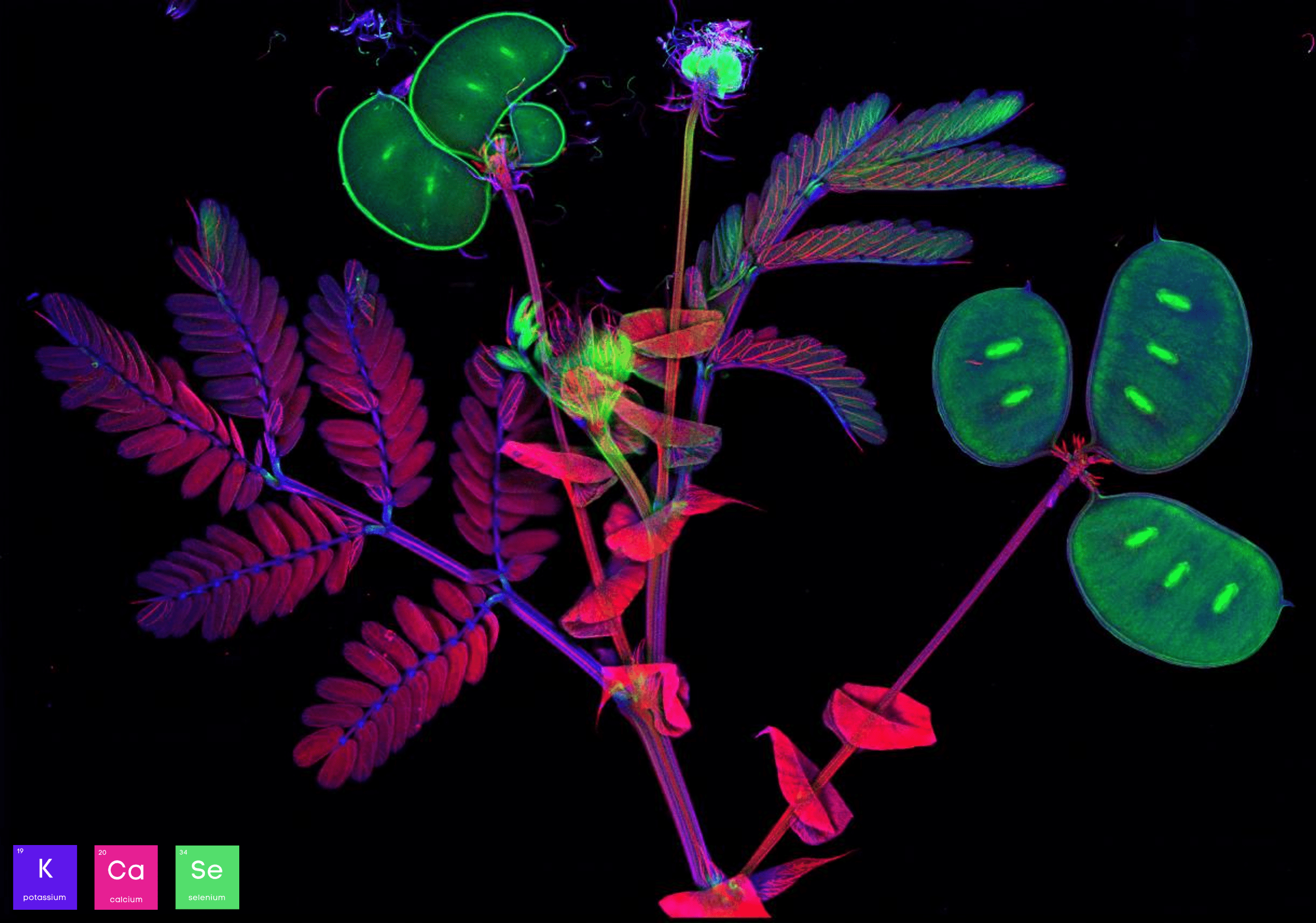 microXRF with neptunia plant