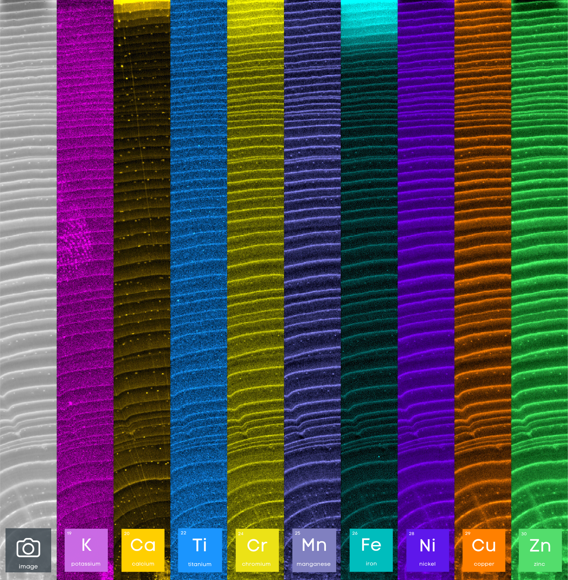 Elemental 2D Map of Tree Rings