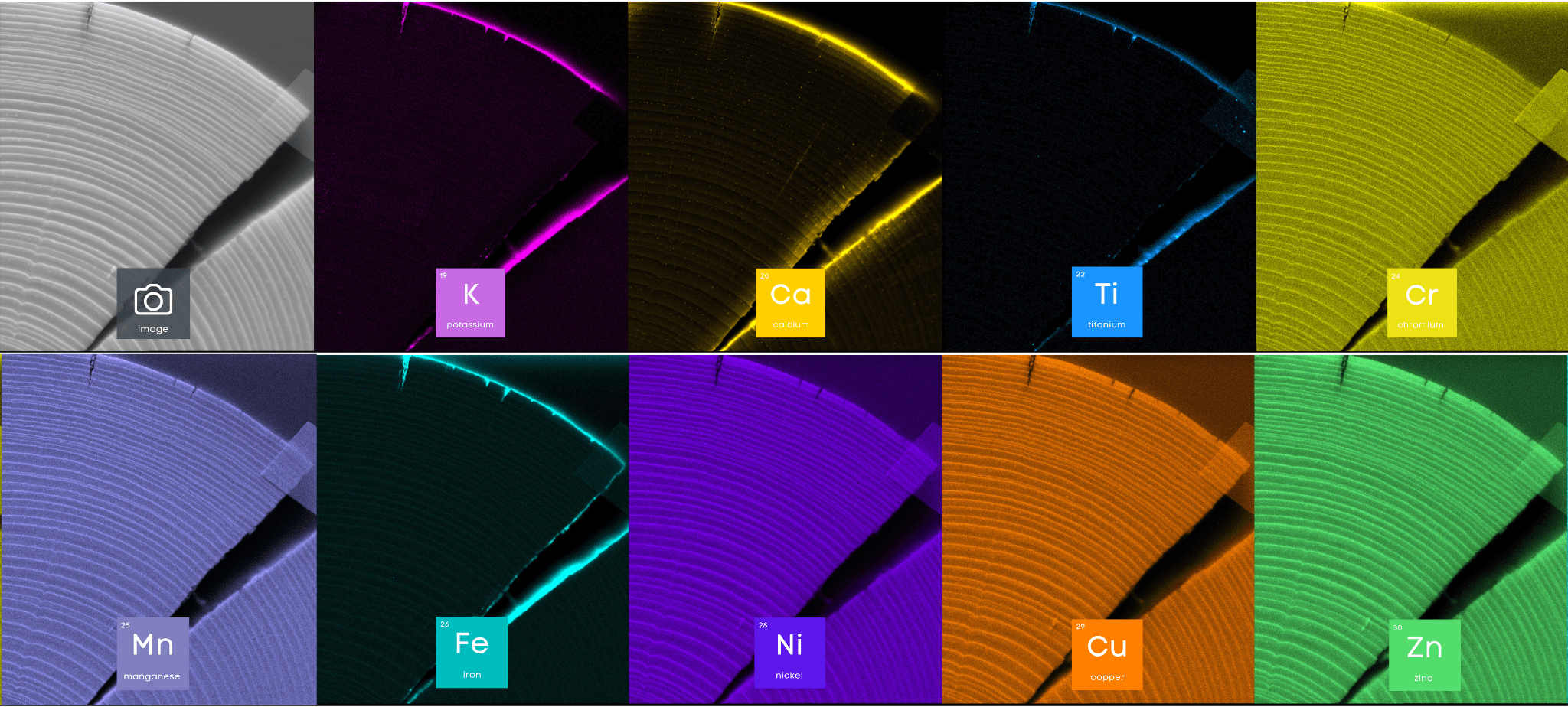 Elemental Map of Tree Section using MicroXRF