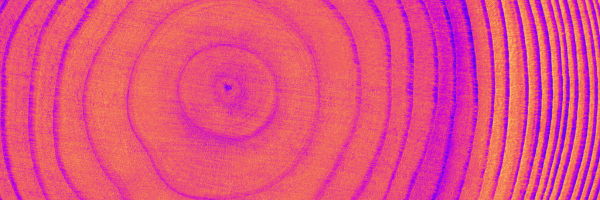 Decoding Earth’s History – A Closer Look at Tree Rings Through MicroXRF