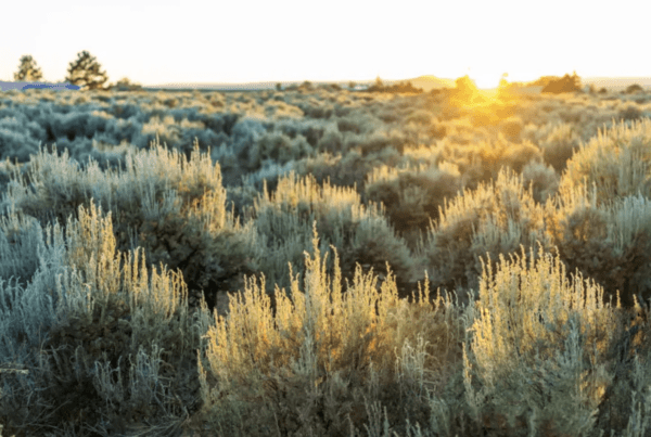 Sage Brush Analysis MicroXRF
