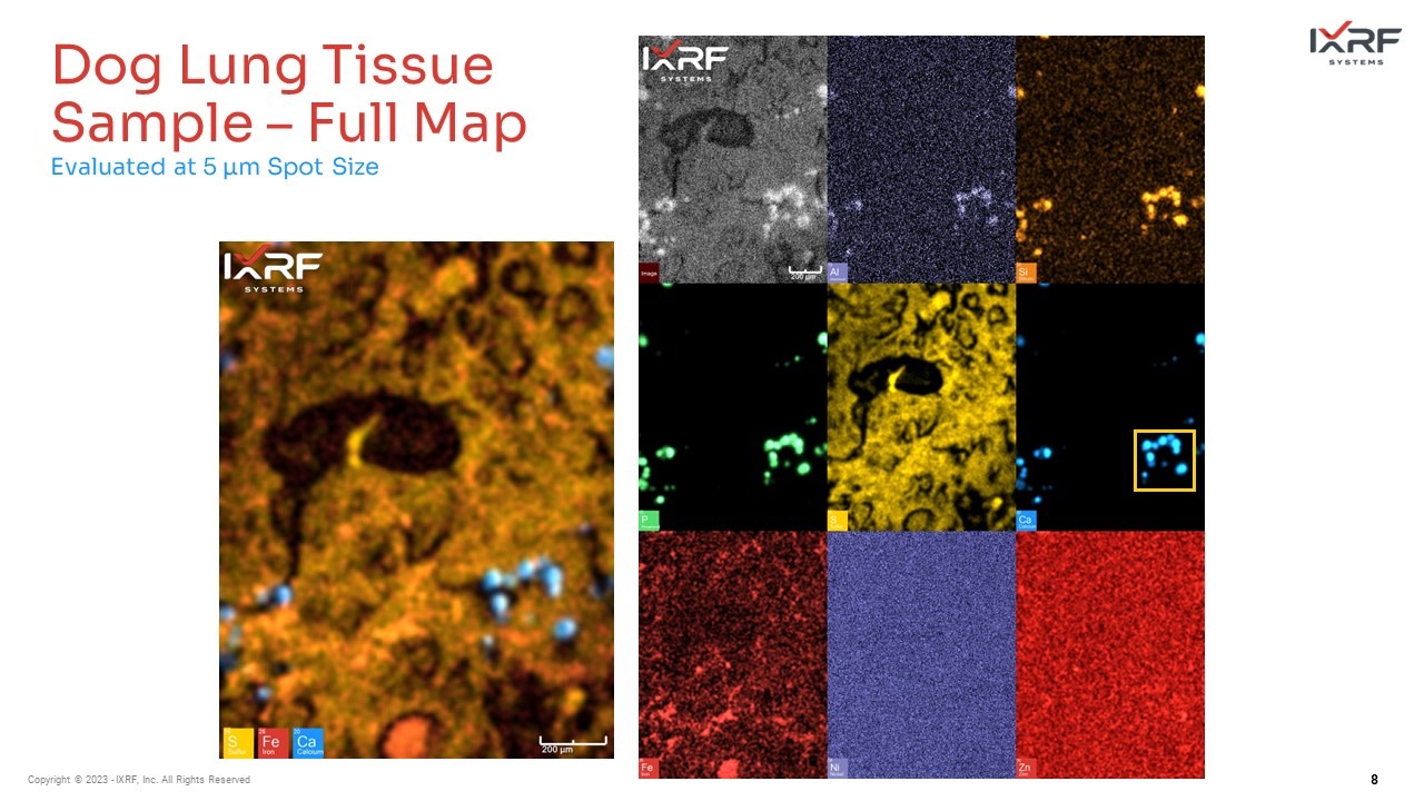 Dog lung tissue sample Merged elemental maps show the overlayed distribution of elements without colocalization