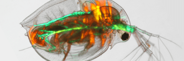 The Multifaceted Role of Water Fleas in Scientific Research and the Impact of High Spatial Resolution MicroXRF