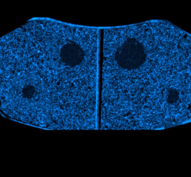 Brake Pad - Fe