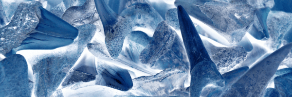 Analyzing Shark Teeth with MicroXRF Spectroscopy – Gaining Insights into Past and Present Marine Ecosystems