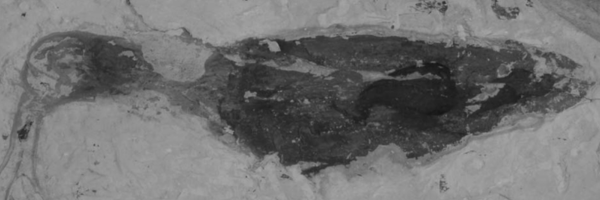 Late Cretaceous coleoid Dorateuthis syriaca from