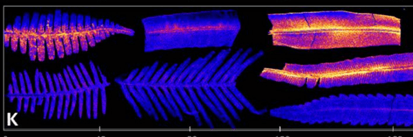 Atlas in Action: Preserved Ferns Reveal New Rare Earth Element Hyperaccumulators
