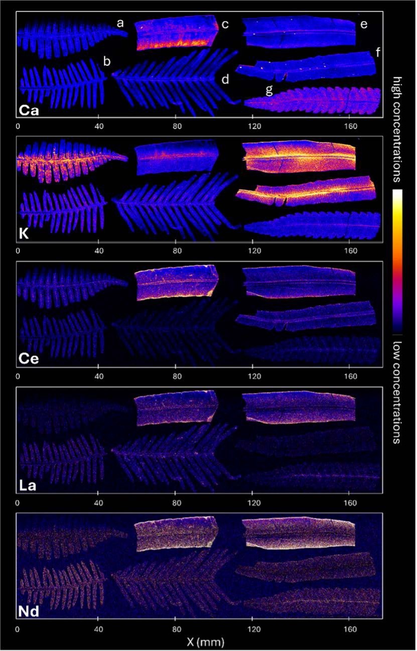 MicroXRF maps showing calcium, potassium, cerium, lanthanum, and neodymium distributions in seven preserved fern specimens.