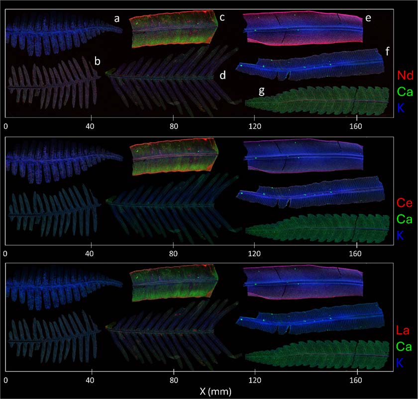 Composite microXRF maps comparing neodymium, cerium, and lanthanum with calcium and potassium in selected fern specimens.